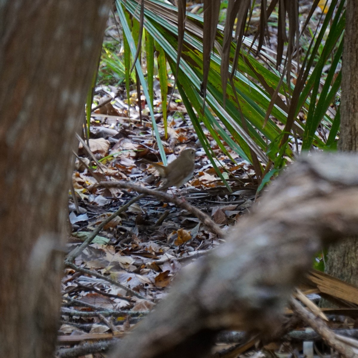 קיכלי חלוד-זנב - ML647153127