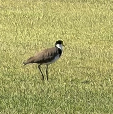 Masked Lapwing - ML647153128