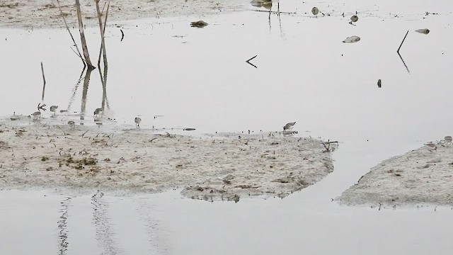 חופית זעירה - ML647153134