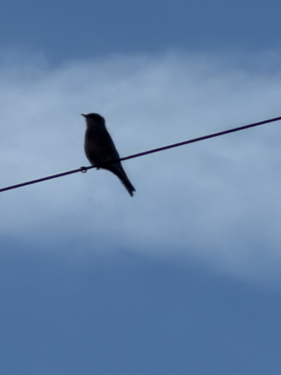 Western Bluebird - ML647153137