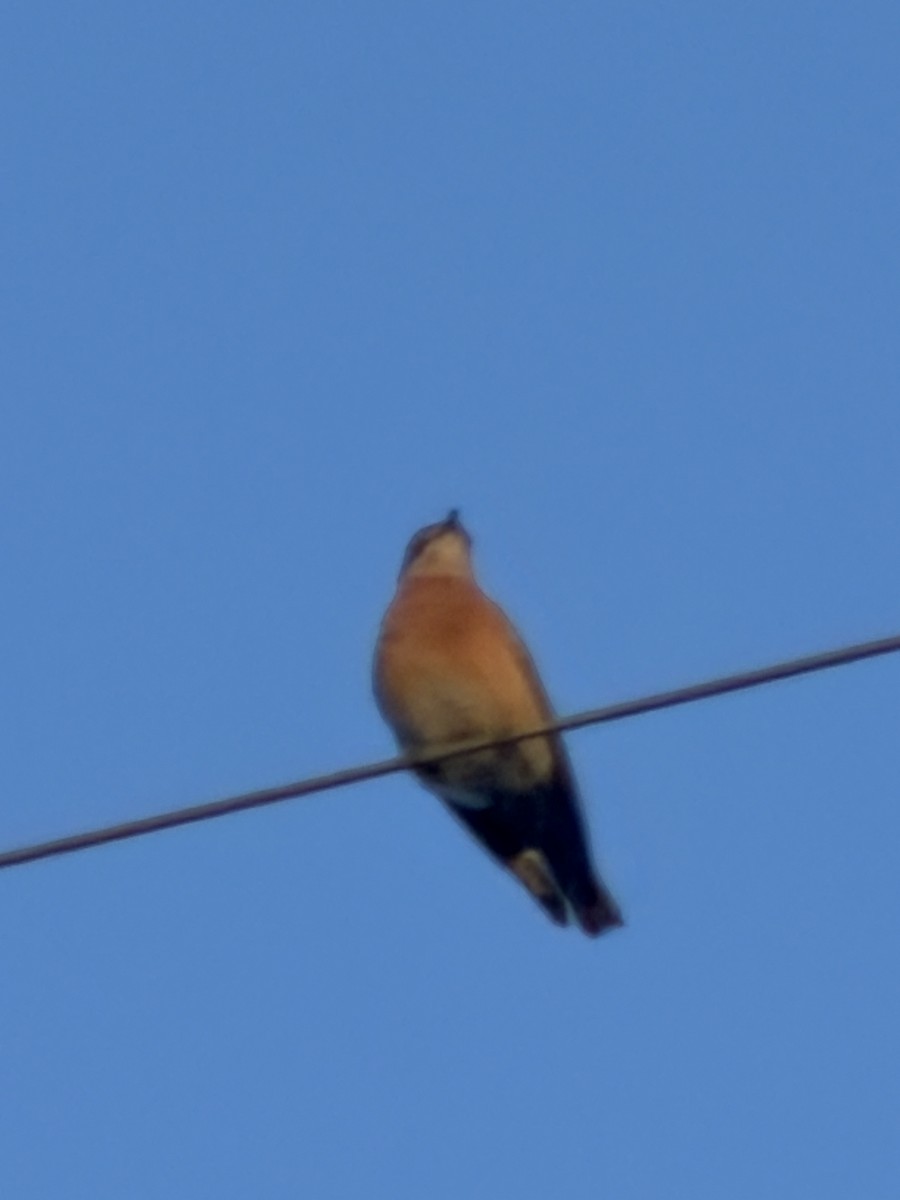 Western Bluebird - ML647153138