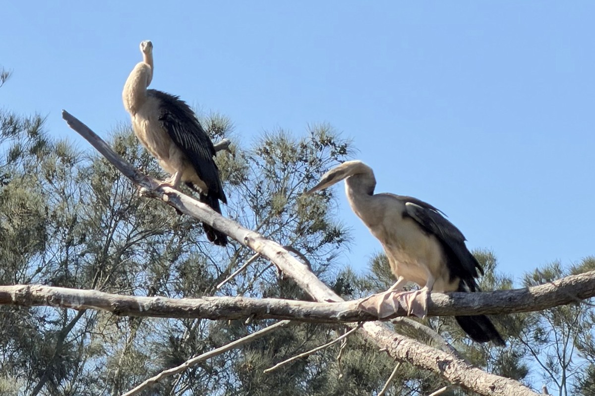 Australasian Darter - ML647153141