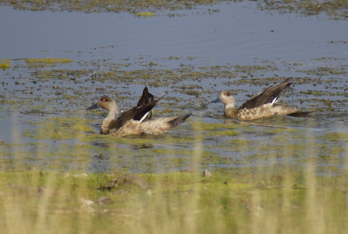 Crested Duck - ML647153144