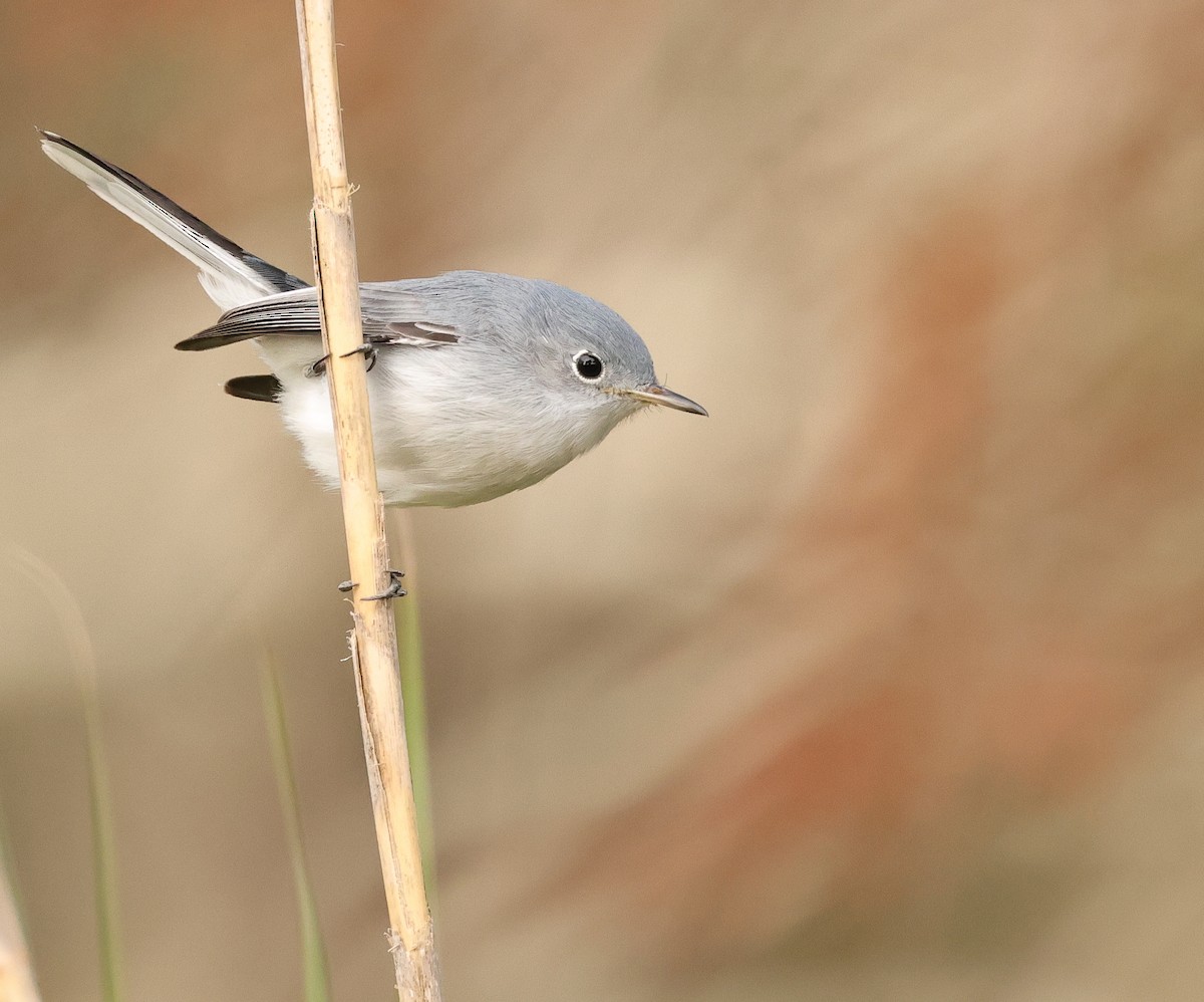 Blue-gray Gnatcatcher - ML647153151