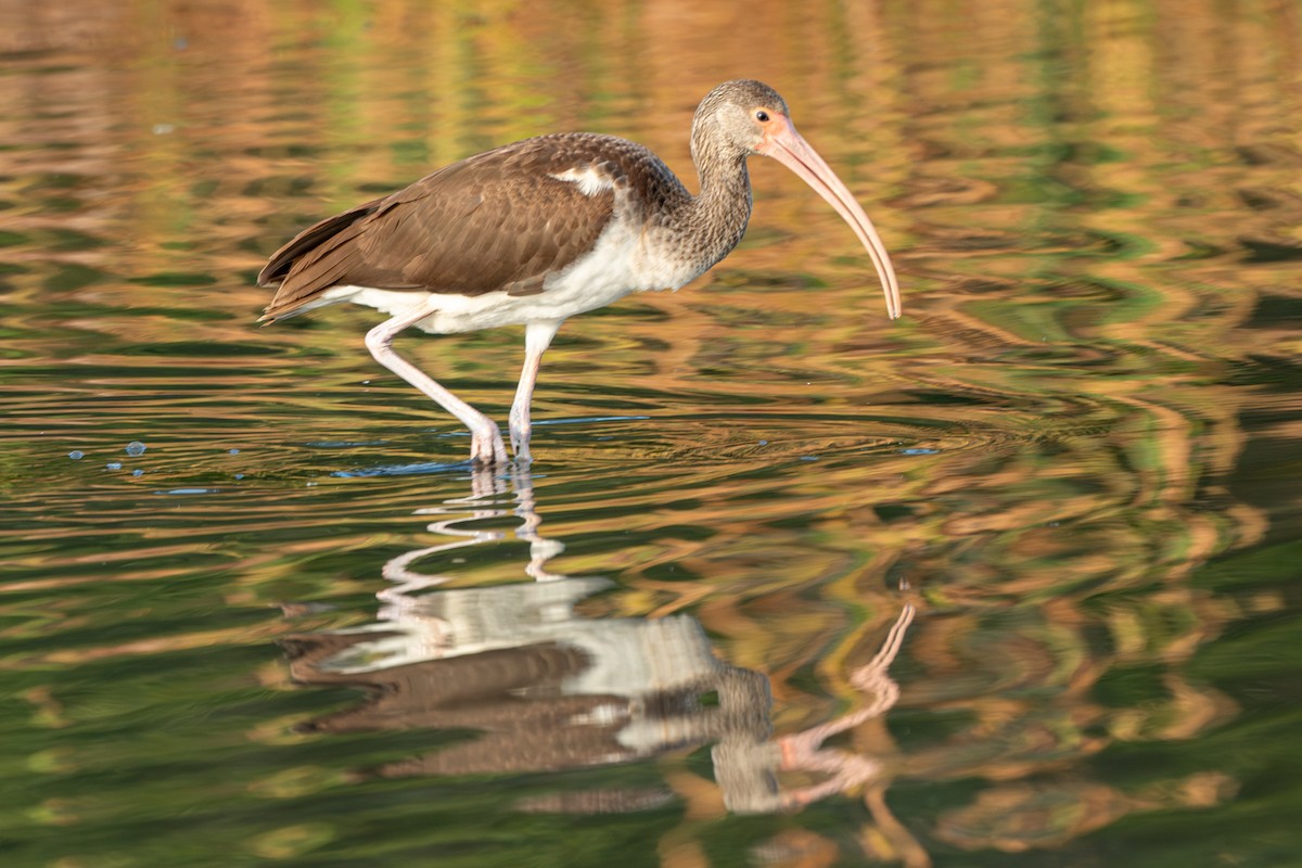 White Ibis - ML647153152