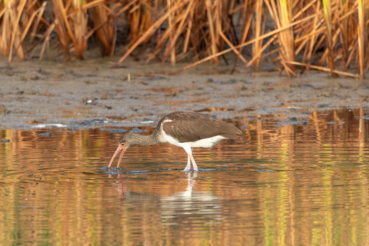 White Ibis - ML647153153