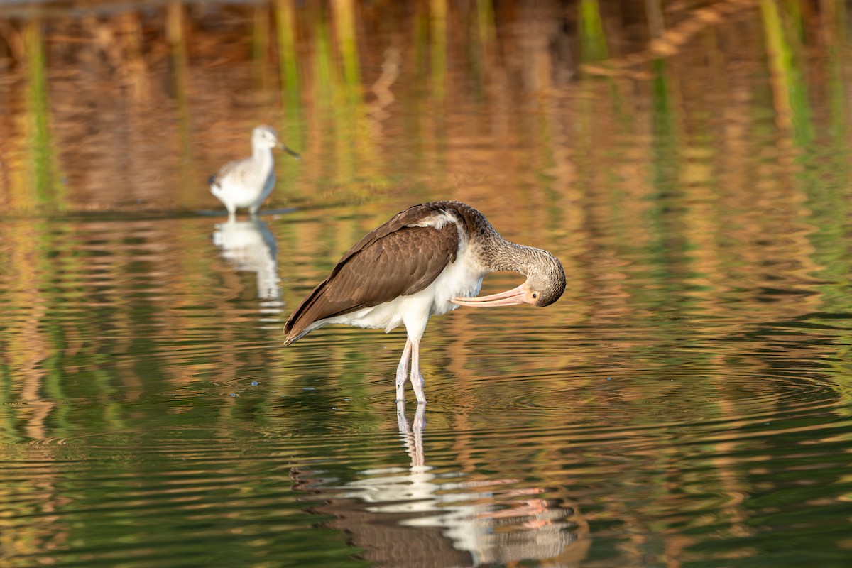 White Ibis - ML647153154
