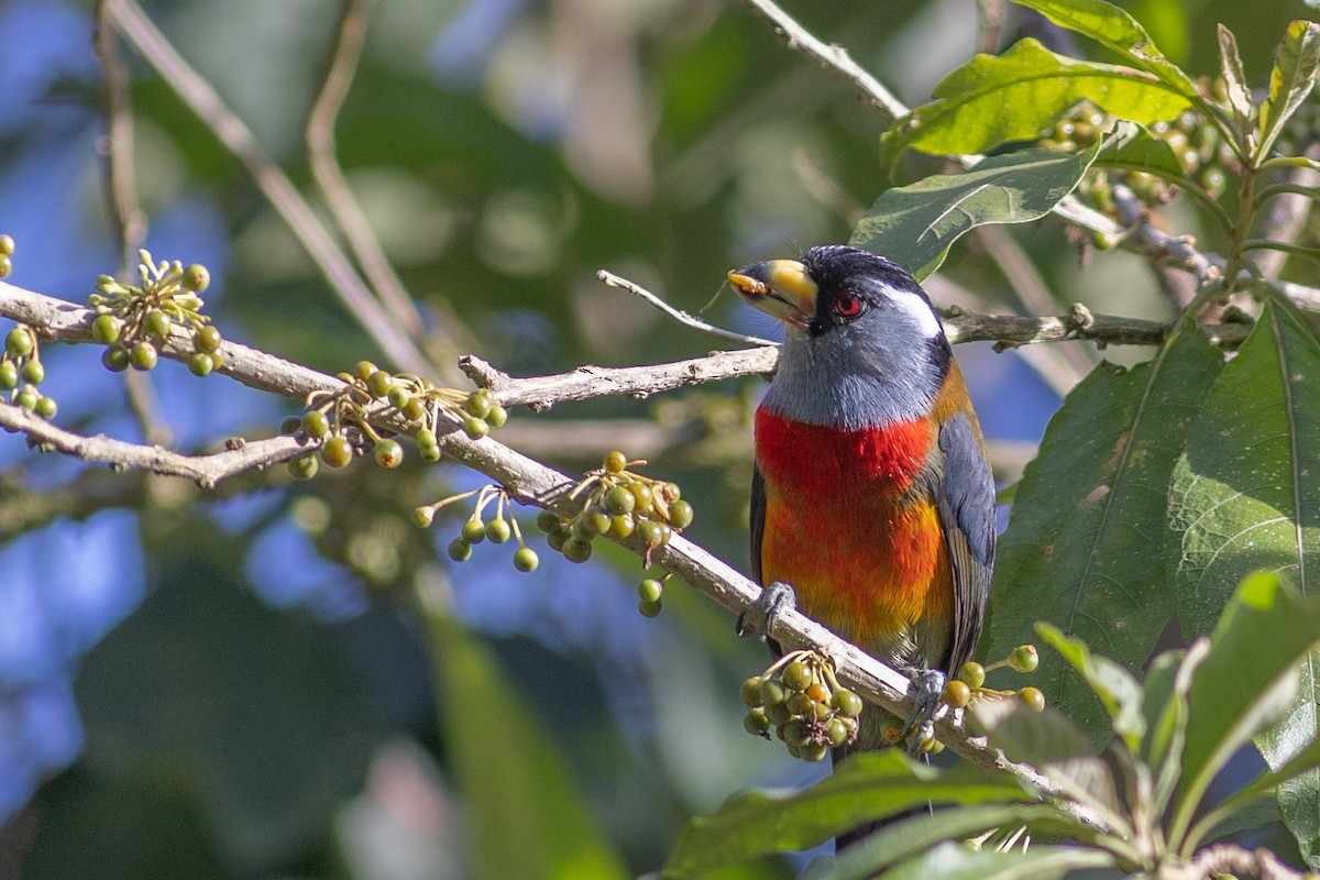 Toucan Barbet - ML647153158