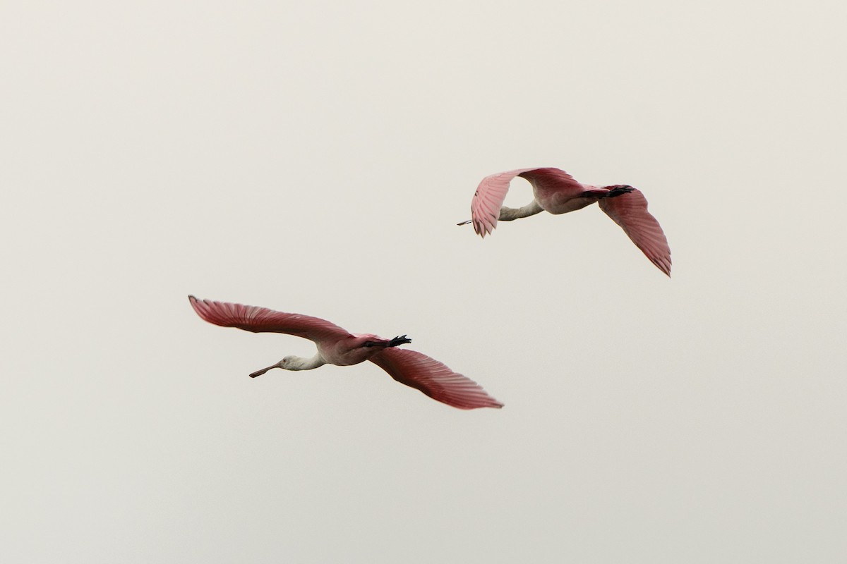 Roseate Spoonbill - ML647153165