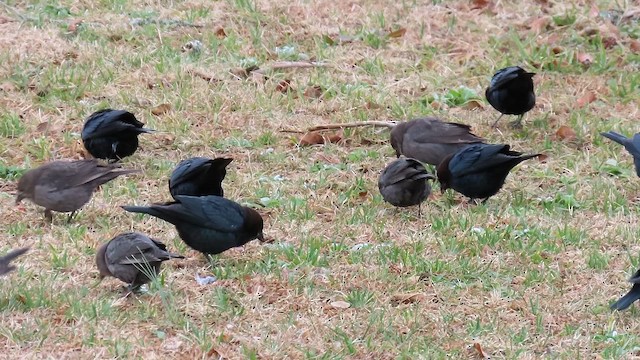 שחרורית חומת-ראש - ML647153166