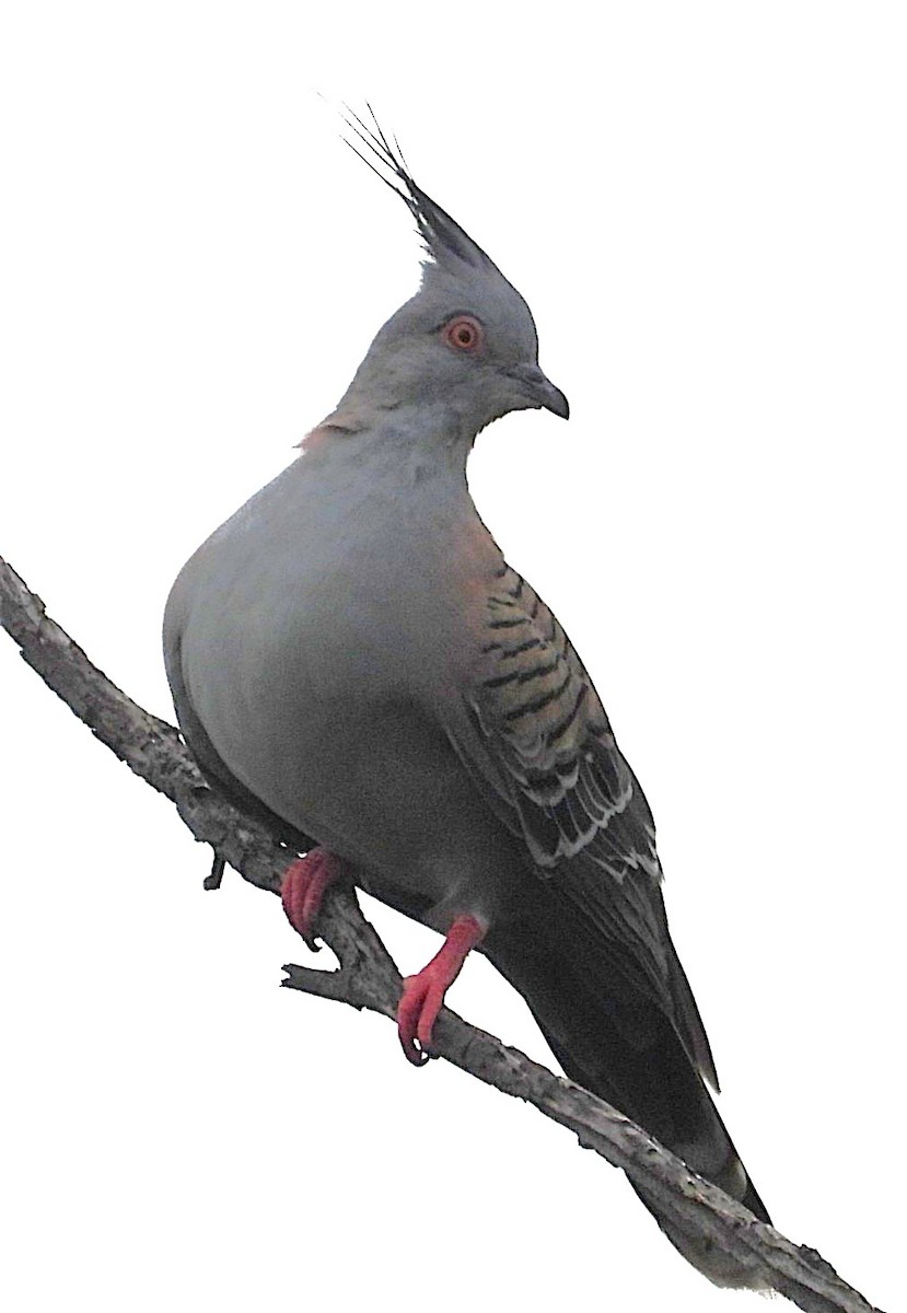 Spitzschopftaube - ML647153168