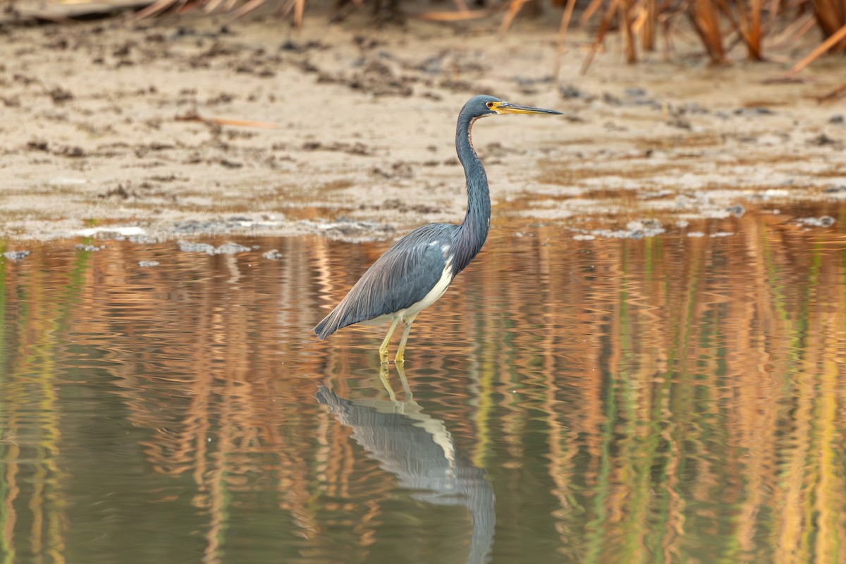 Tricolored Heron - ML647153169