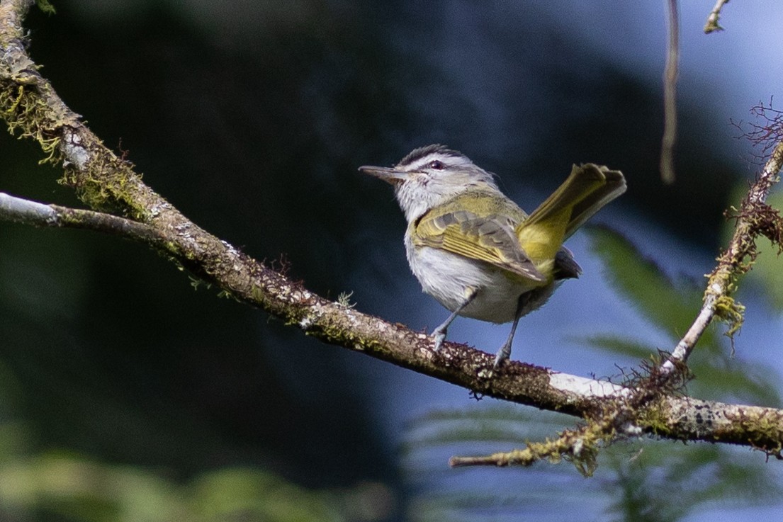 Chivi Vireo (resident) - ML647153171