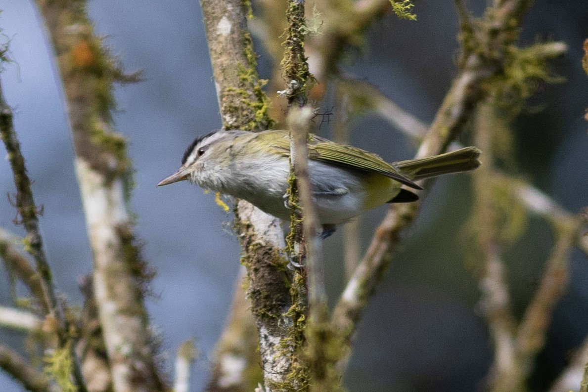 Chivi Vireo (resident) - ML647153172