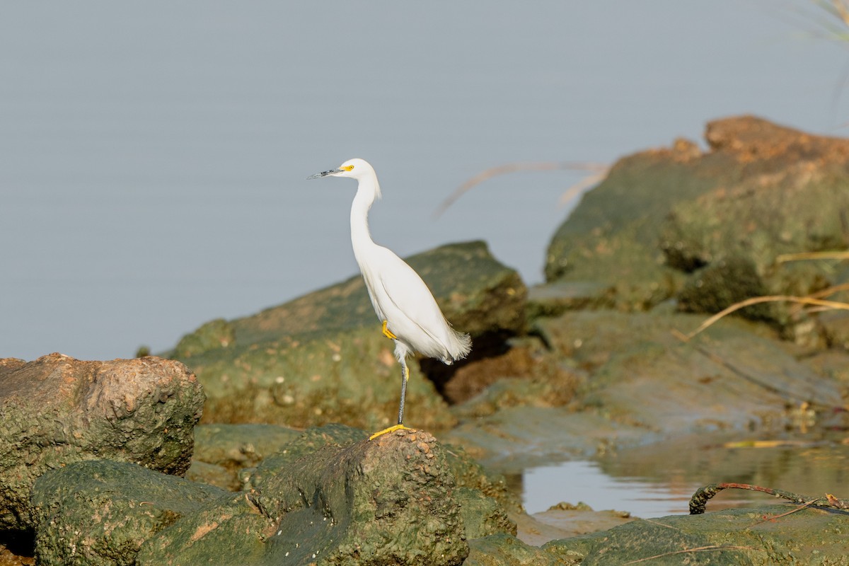 Snowy Egret - ML647153174