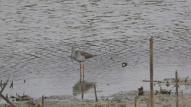 ביצנית עקודה - ML647153184