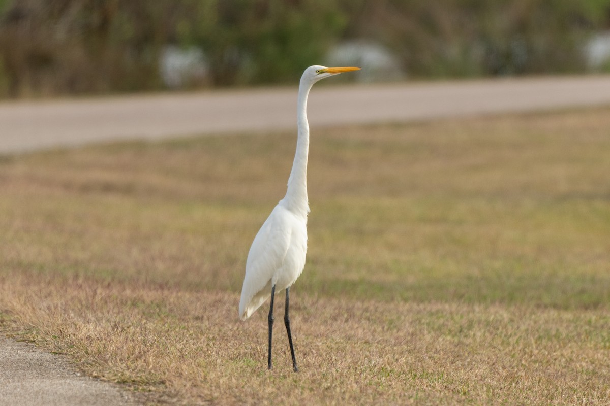 Цасч дэглий - ML647153185