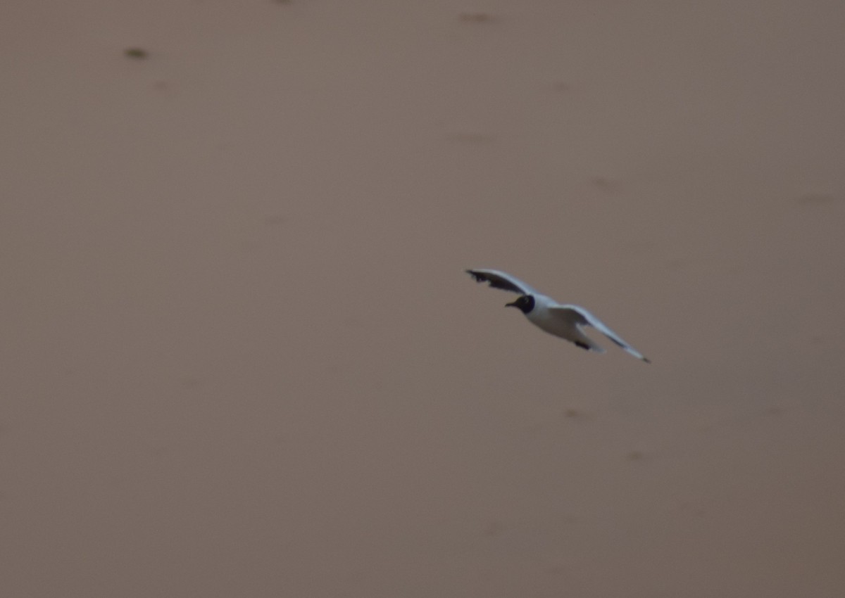 Andean Gull - ML647153187