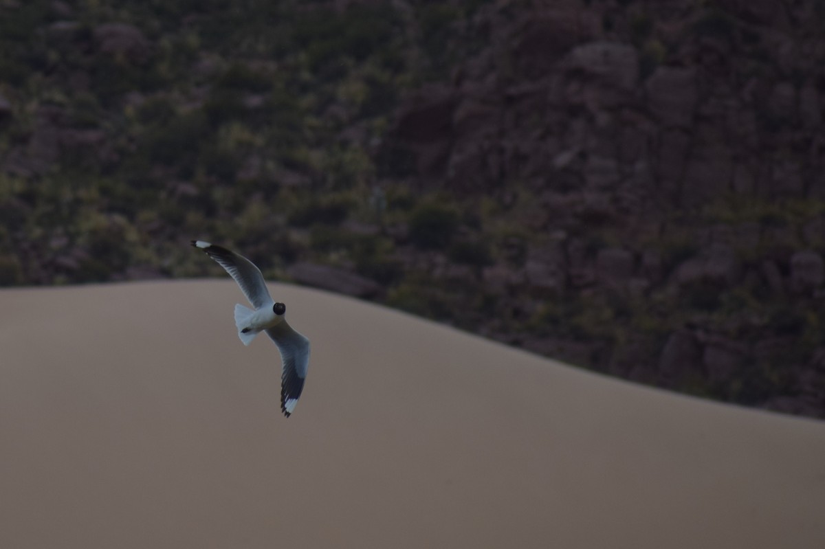 Andean Gull - ML647153188