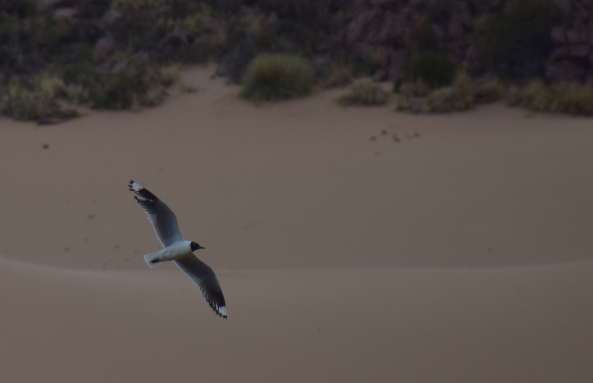 Andean Gull - ML647153189