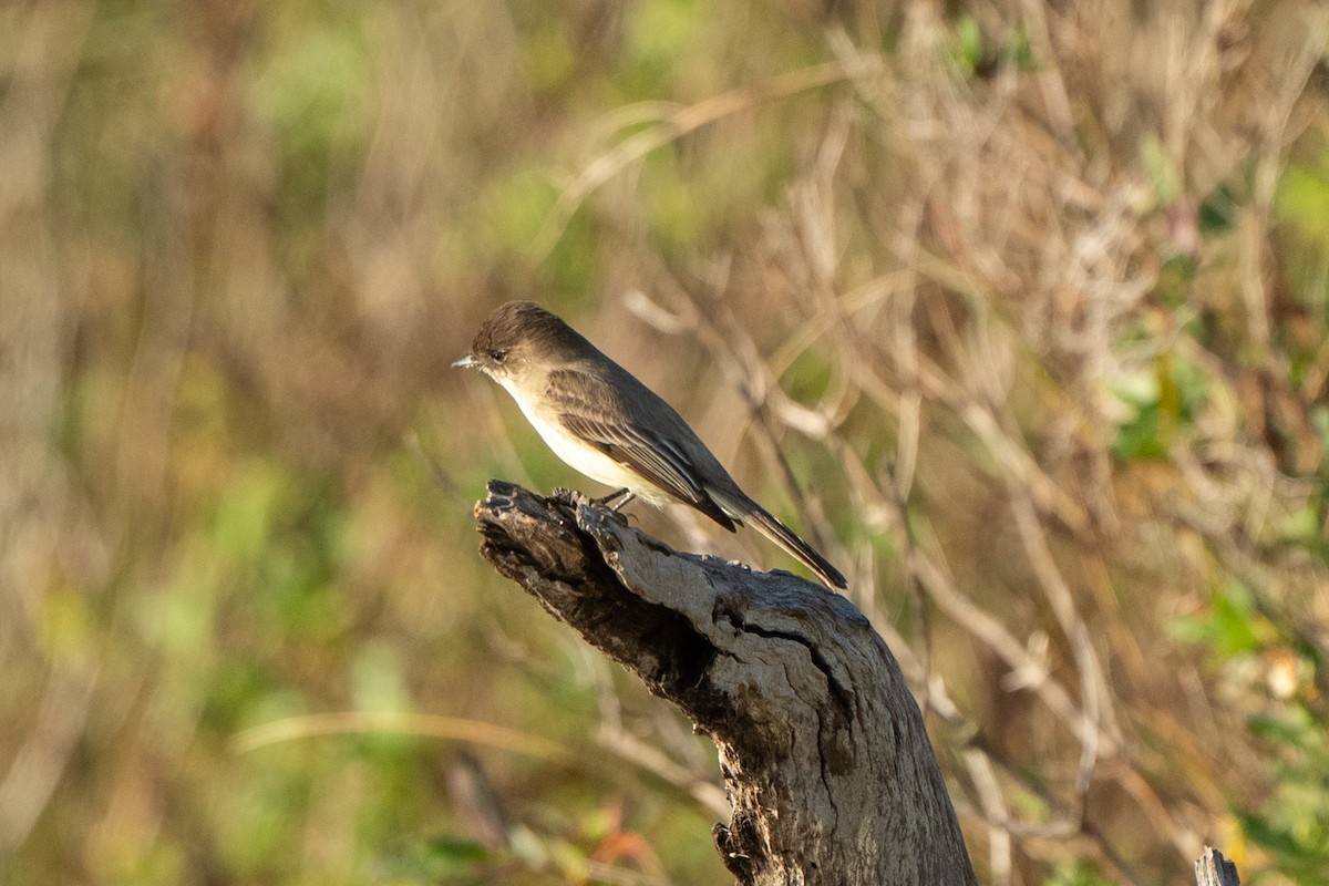 Eastern Phoebe - ML647153198