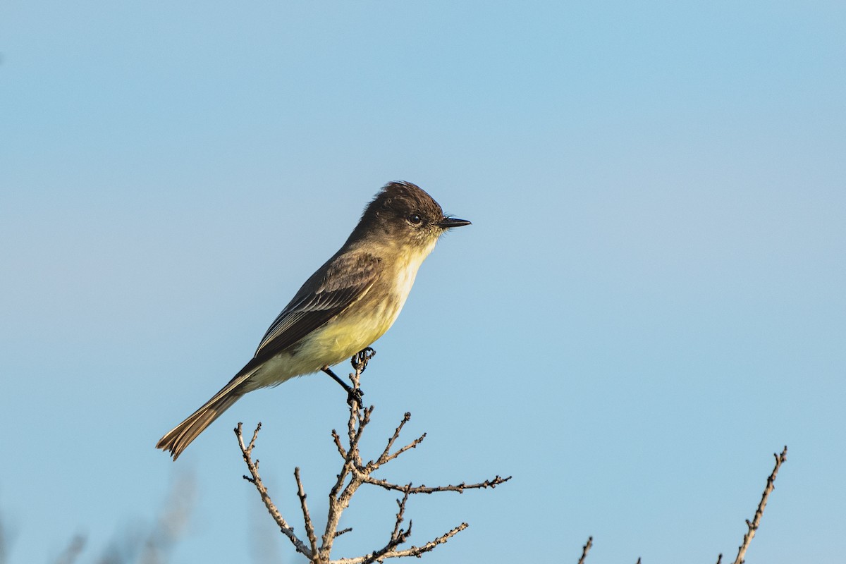 Eastern Phoebe - ML647153199