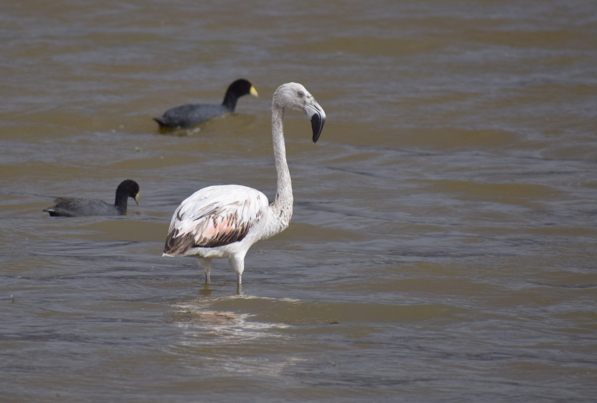 Chilean Flamingo - ML647153205
