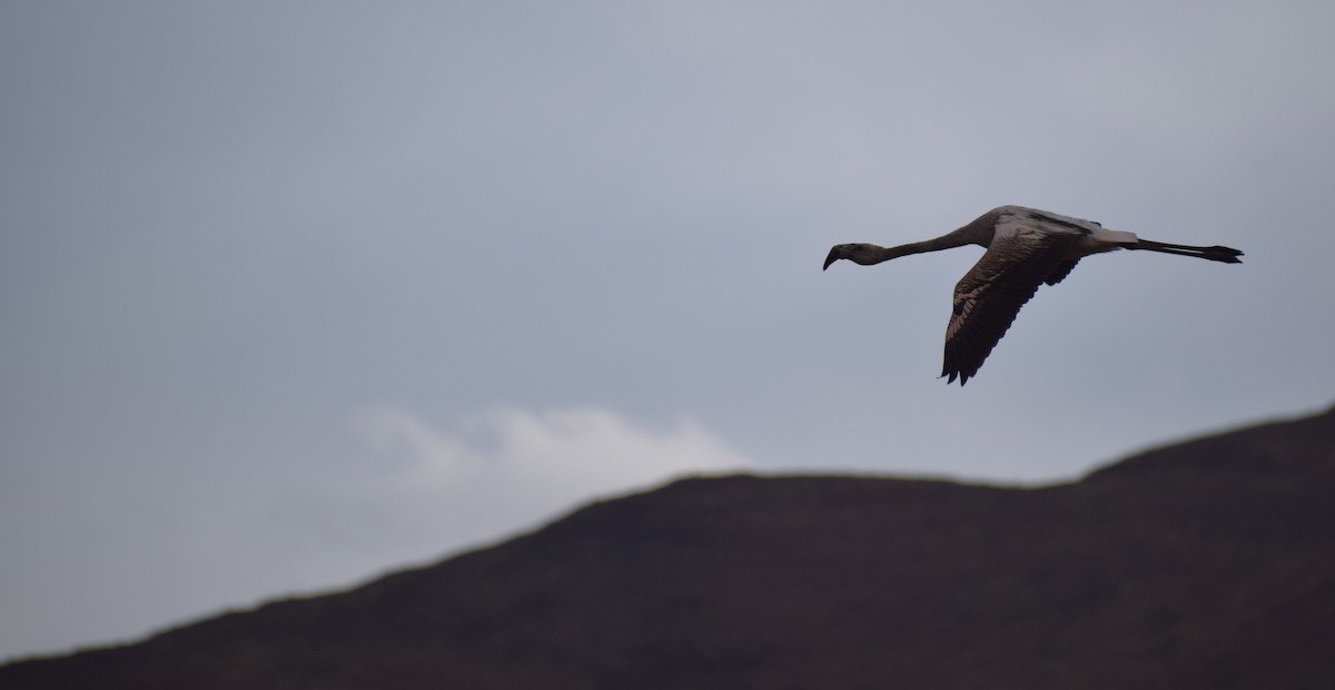 Chilean Flamingo - ML647153206