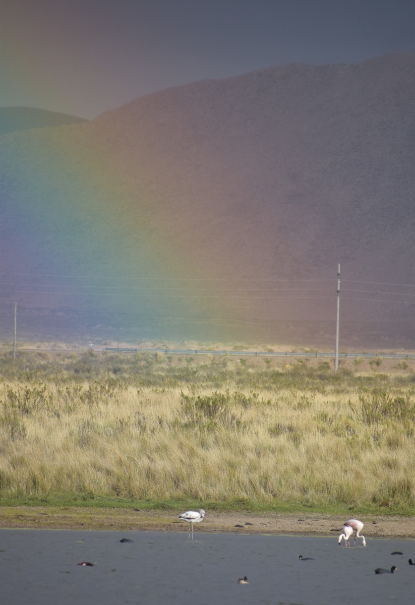 Chilean Flamingo - ML647153207
