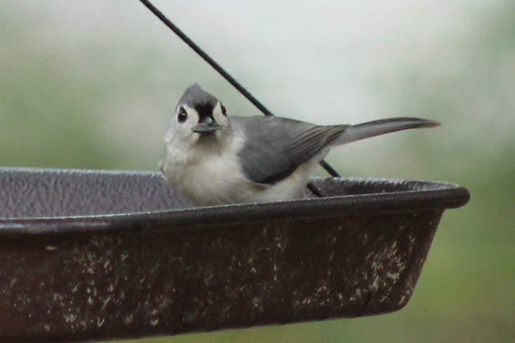 Tufted Titmouse - ML647153220
