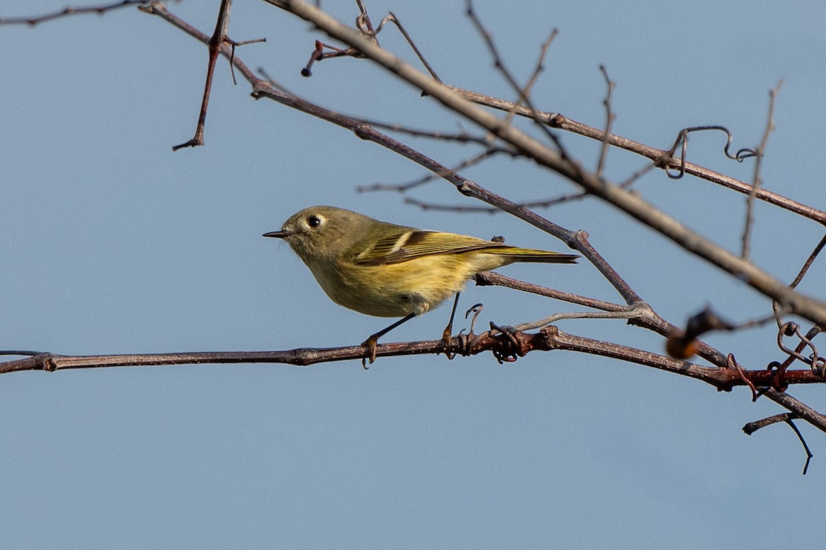 Ruby-crowned Kinglet - ML647153225