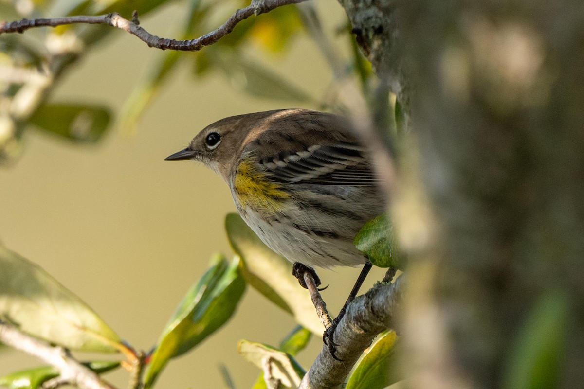 Yellow-rumped Warbler - ML647153226