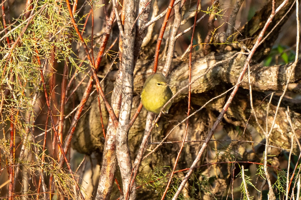 Orange-crowned Warbler - ML647153227