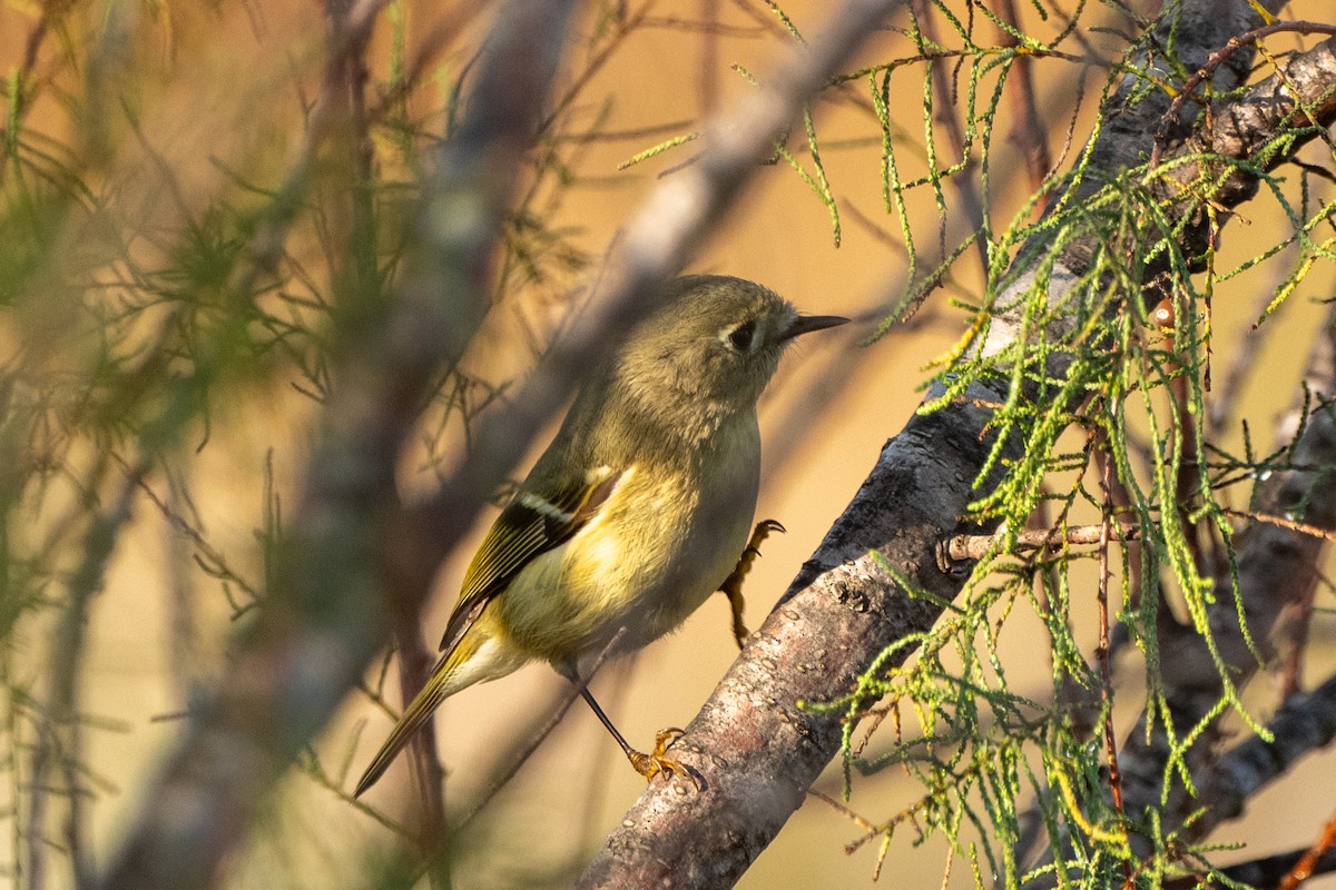 Ruby-crowned Kinglet - ML647153228