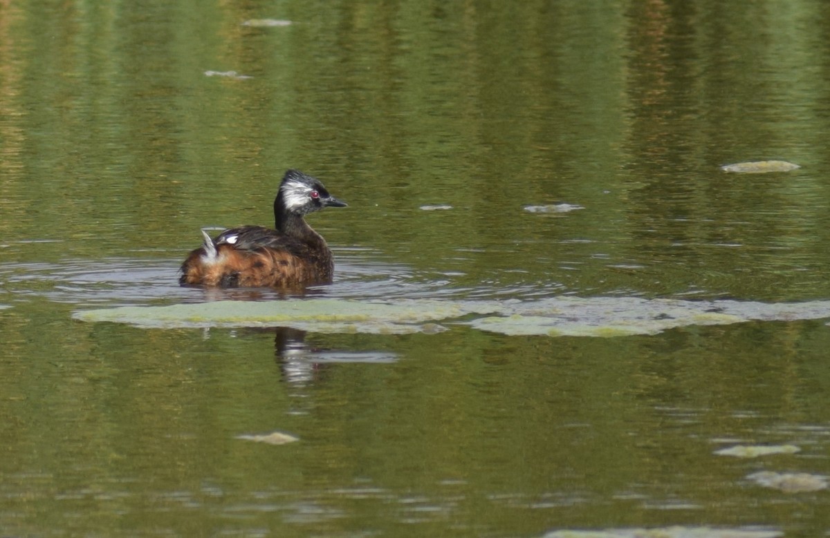 White-tufted Grebe - ML647153229