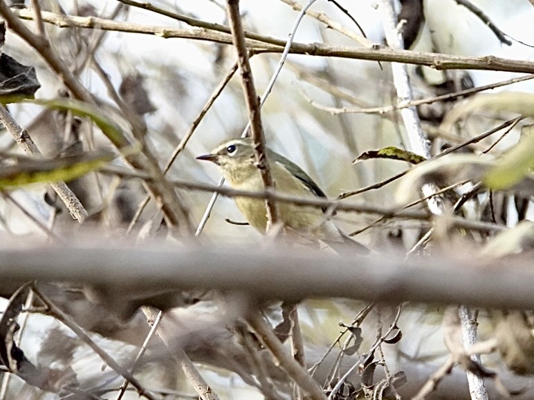 Black-throated Blue Warbler - ML647153230