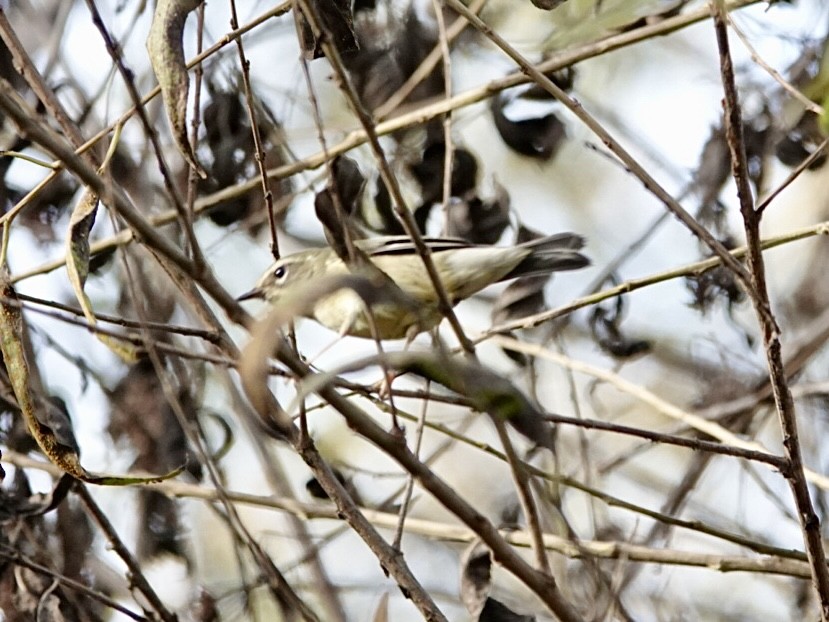 Black-throated Blue Warbler - ML647153231