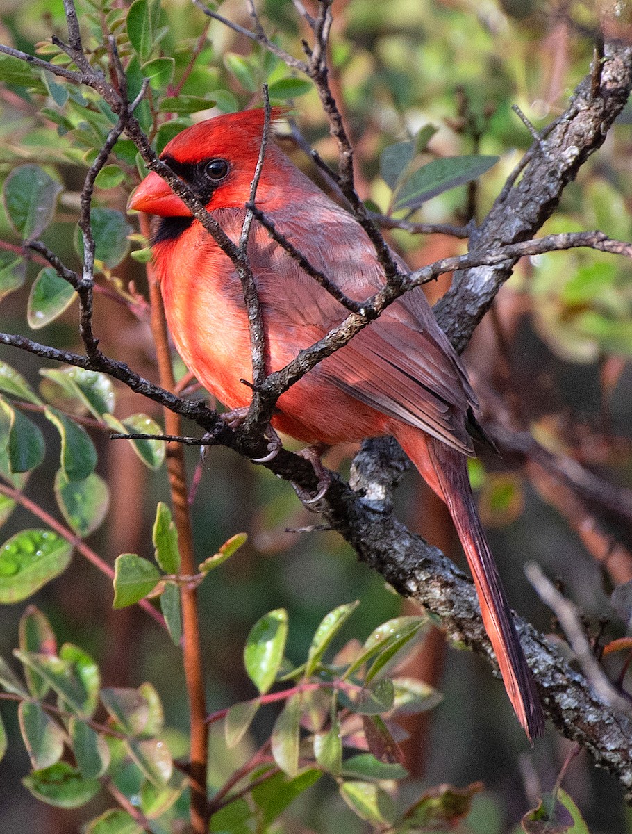 Cardinal rouge - ML647153237