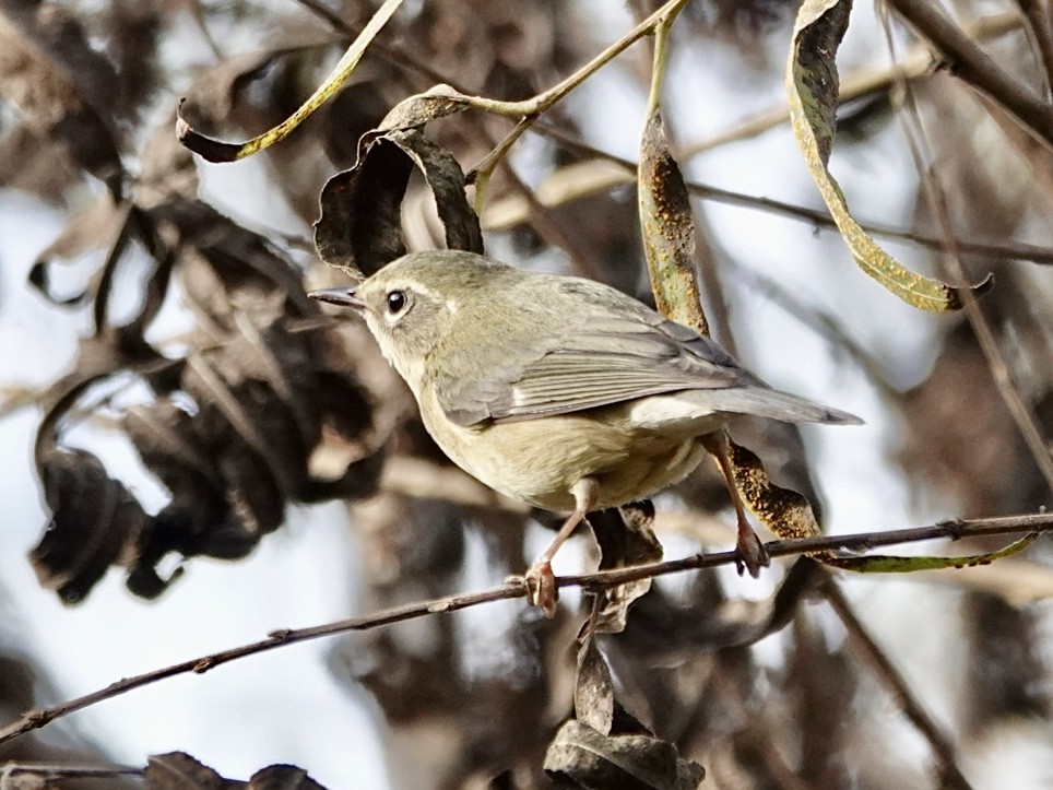 Black-throated Blue Warbler - ML647153238