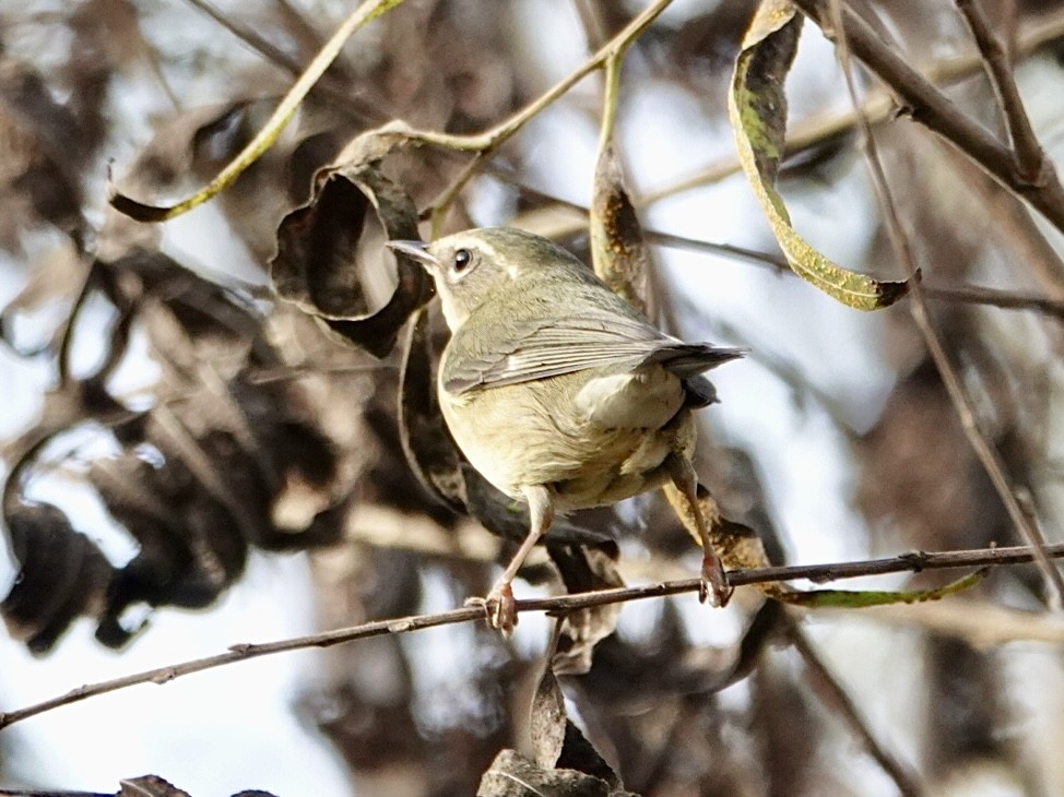 Black-throated Blue Warbler - ML647153239