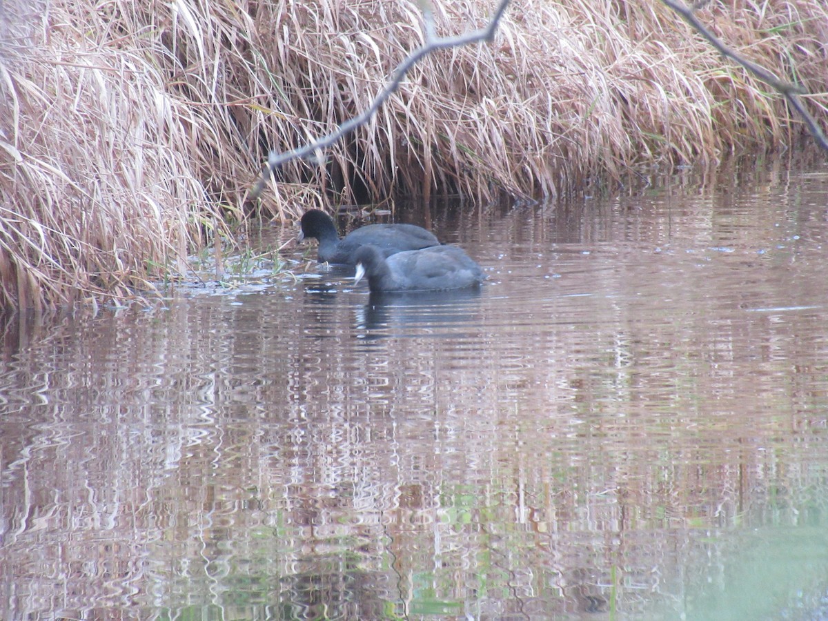 Американская лысуха - ML647153240