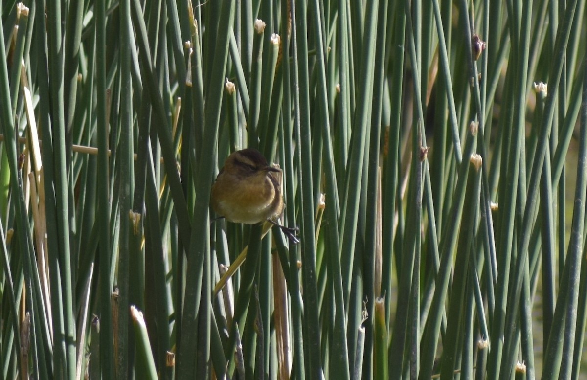 Жункейру - ML647153244