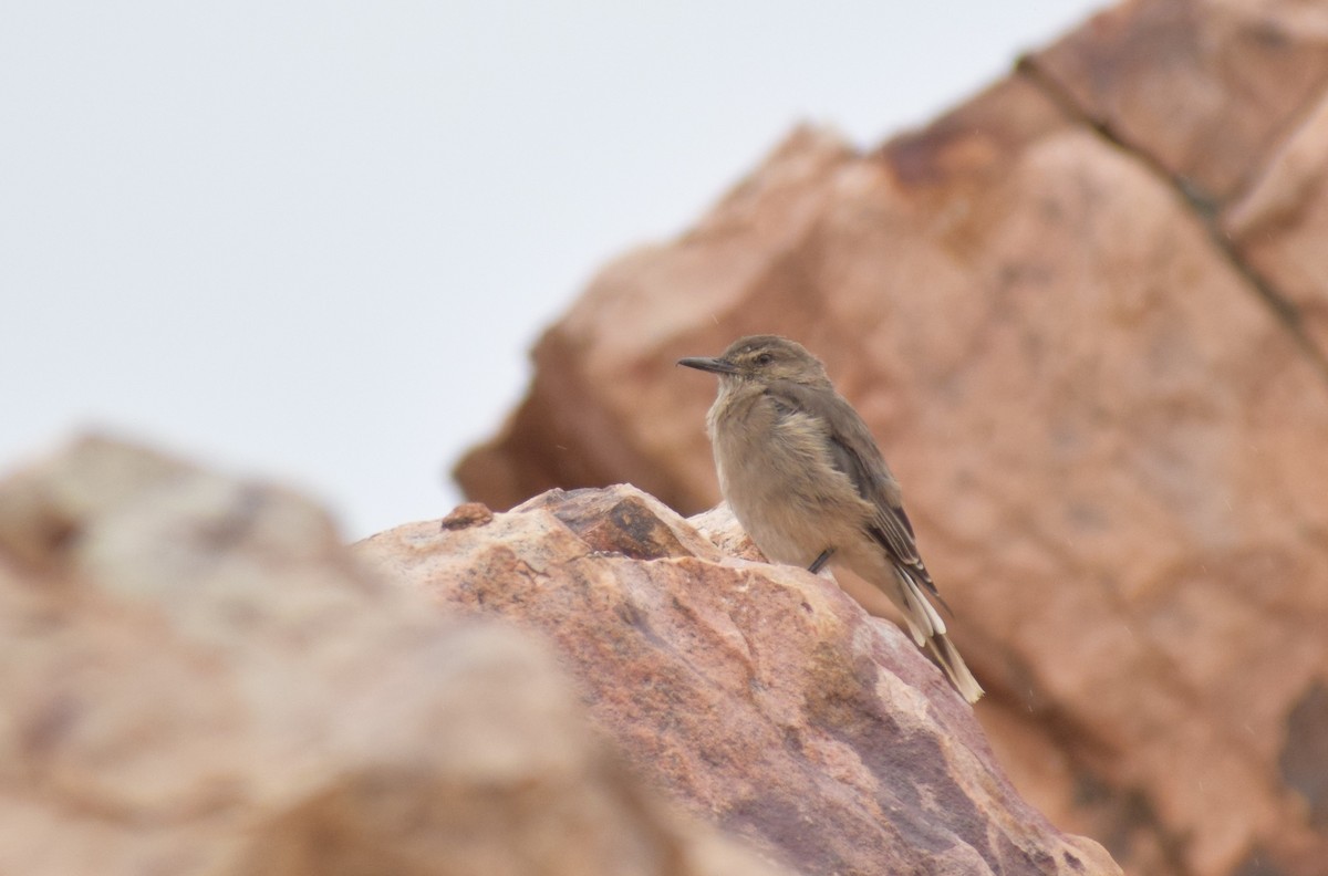 Black-billed Shrike-Tyrant - ML647153261