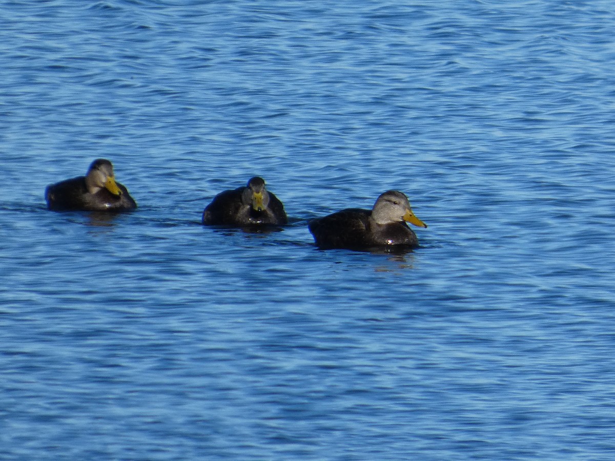 Esmer Ördek - ML647153263