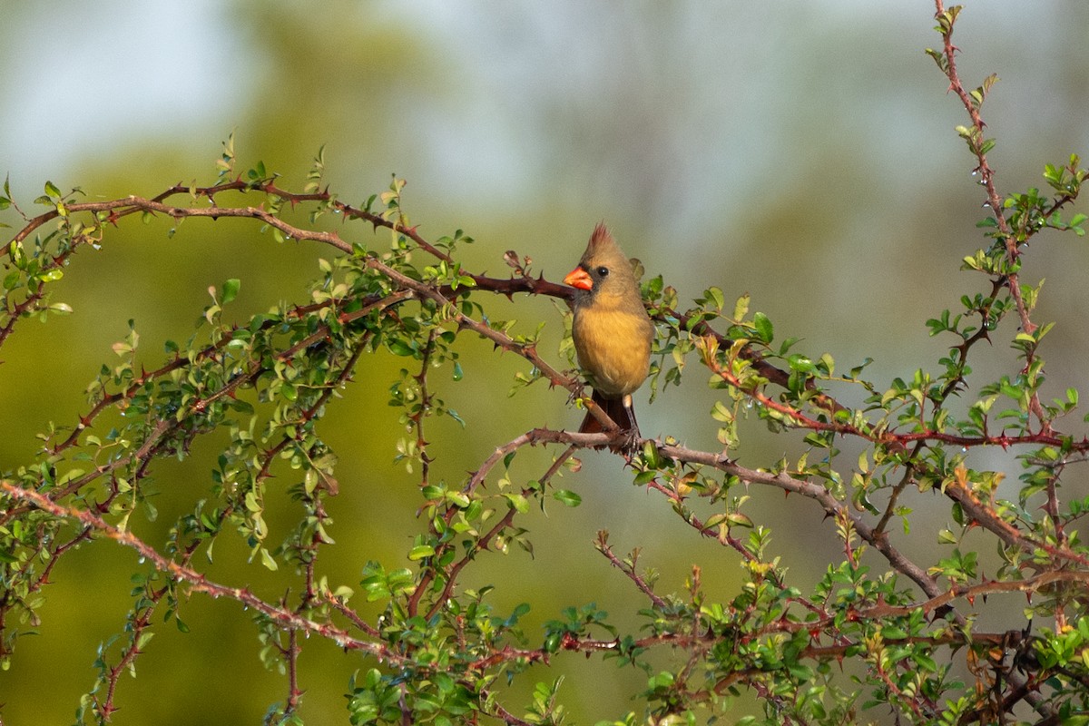 Cardinal rouge - ML647153264