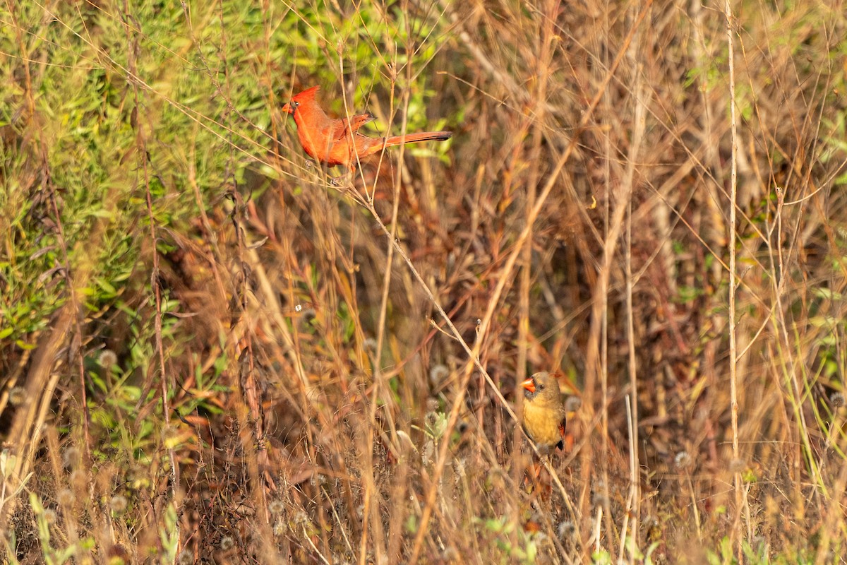 Northern Cardinal - ML647153266