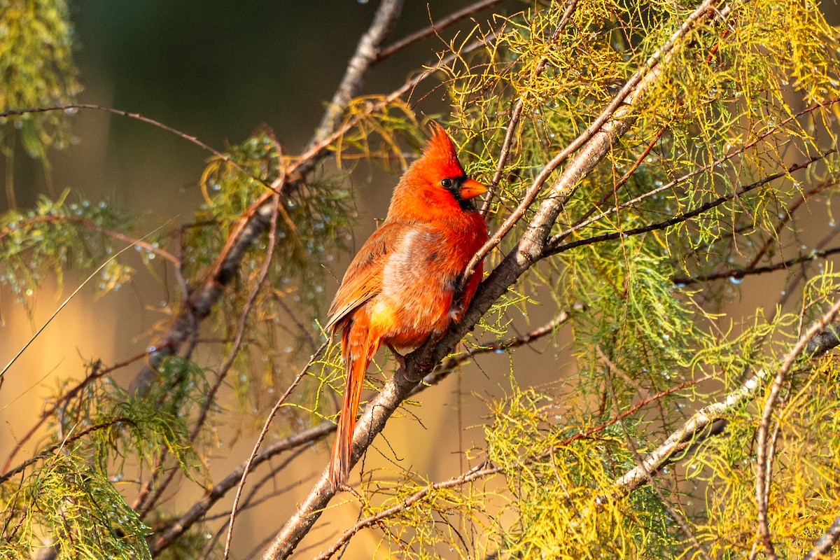 Cardinal rouge - ML647153267