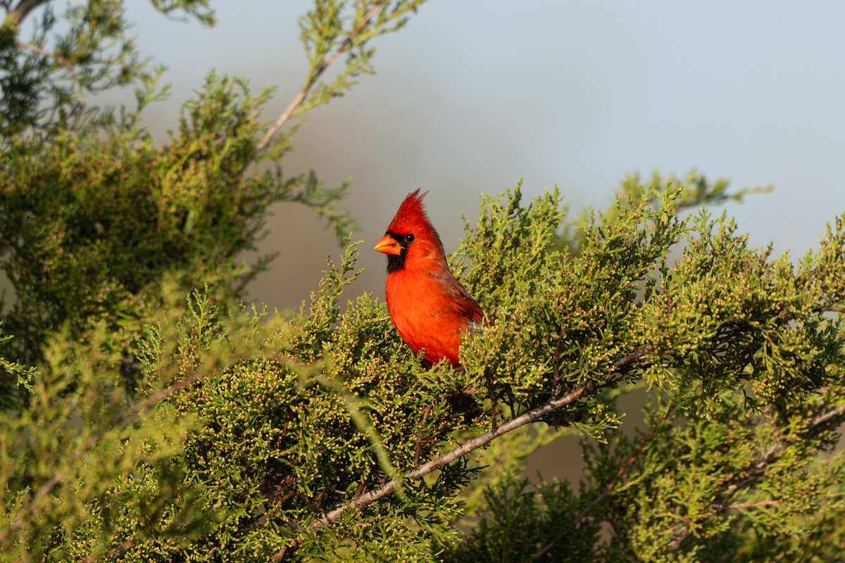 Cardinal rouge - ML647153268