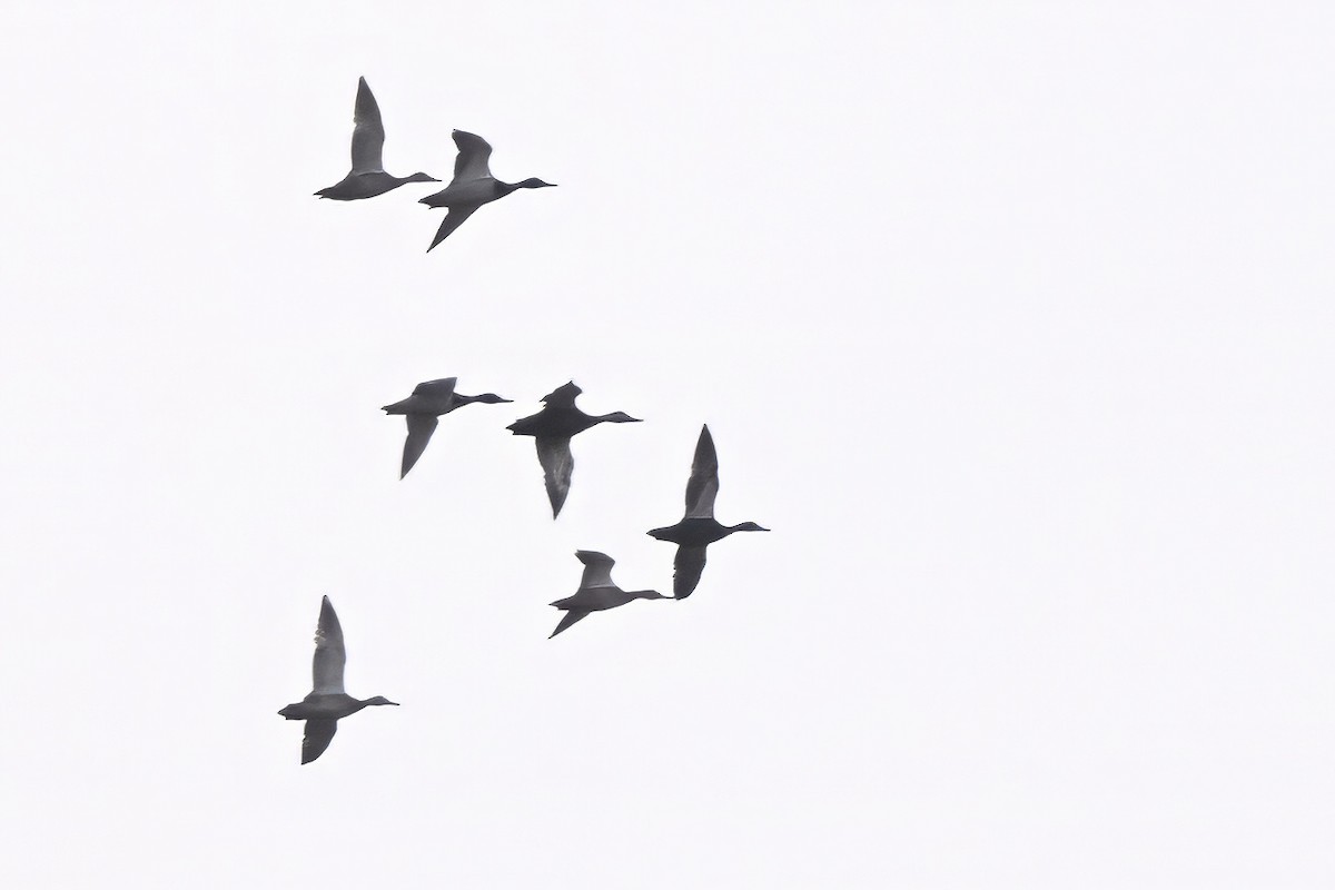 American Black Duck - ML647153269