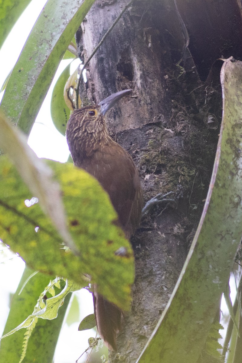 Strong-billed Woodcreeper (Andean/Northern) - ML647153270